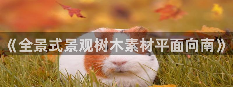 摩根兄弟进军娱乐圈