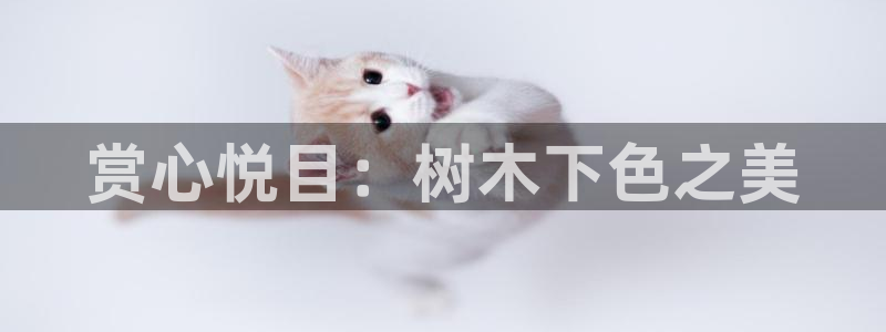 摩根娱乐挂机项目怎么样