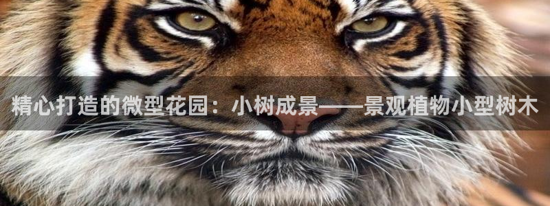 摩根娱乐云挂机项目怎么下载