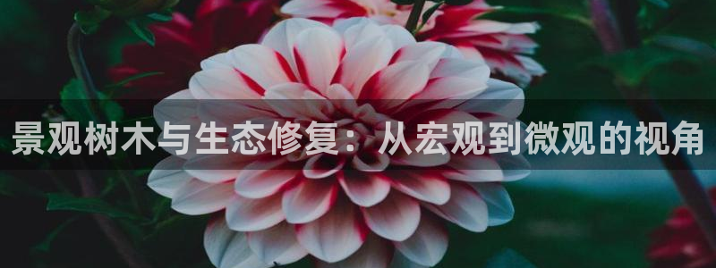 摩根娱乐50186叩