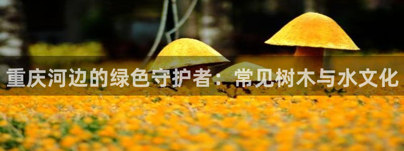 摩根国际娱乐宝合法吗