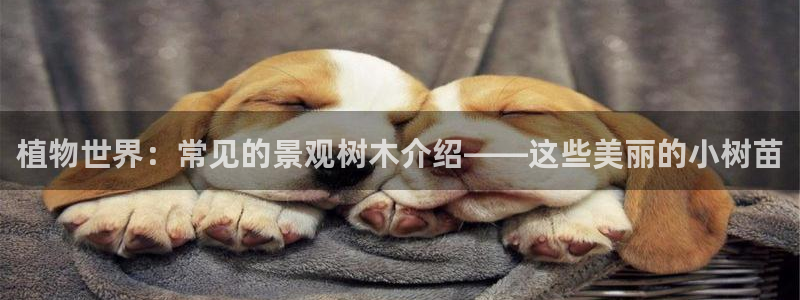 摩根娱乐视频大全：植物世界：常见的景观树木介绍——这些美丽的小树苗