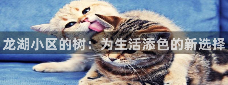 摩根娱乐视频大全
