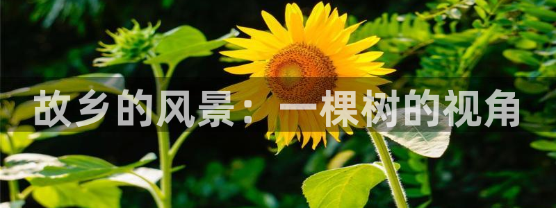 摩根娱乐云挂机是真的嘛