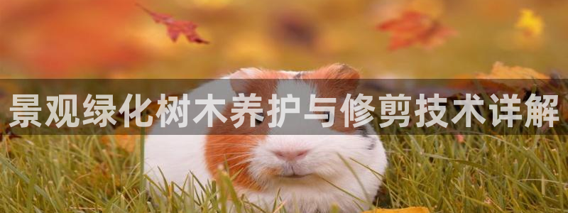 奥飞娱乐摩根调研