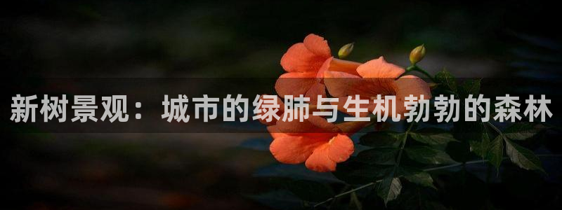 摩根娱乐宝招商