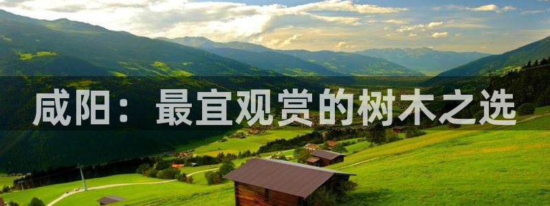 摩根娱乐宝是什么游戏：咸阳：最宜观赏的树木之选